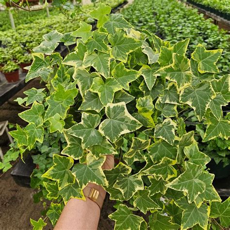 Golden Variegated English Ivy Live Plant in a 4" Pot | 2 Plants ...