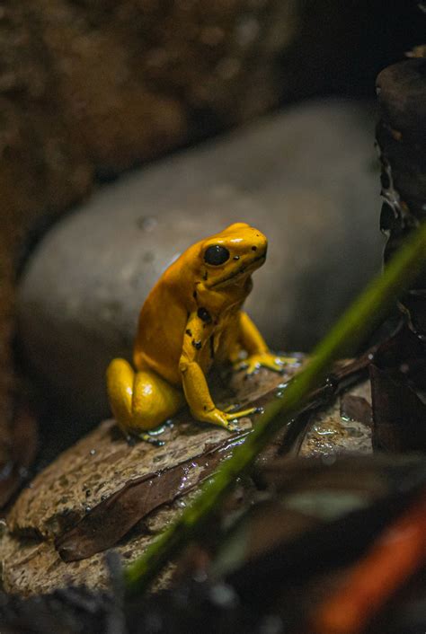 Golden poison dart frog | Chester Zoo animals