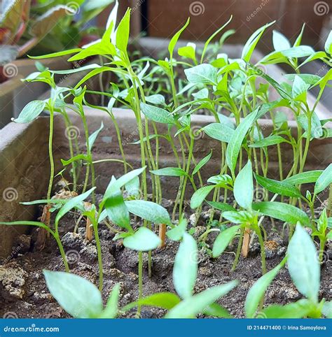 Bell Pepper Seedlings Grow in a Container. Home Garden Stock Photo ...
