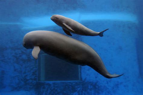 Why the Yangtze Finless Porpoise Is Endangered and What We Can Do