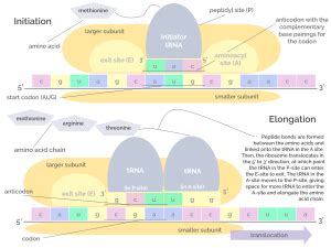 Image result for Translation Process Steps