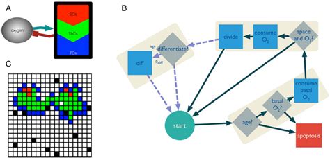 Image result for Cell Sorting Computational Model