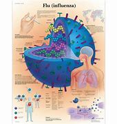 Image result for Flu Pathogen