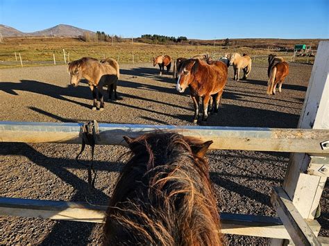 LAXNES HORSE FARM - All You Need to Know BEFORE You Go 2026 (with ...