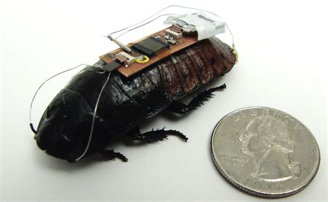 Remote Controlled Cockroach 的图像结果