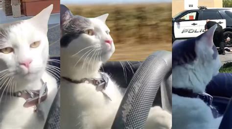 Cat Driving a Car | Know Your Meme