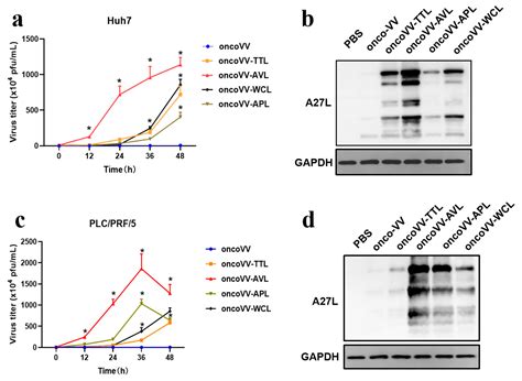 Effects of Oncolytic Vaccinia Viruses Harboring Different Marine ...