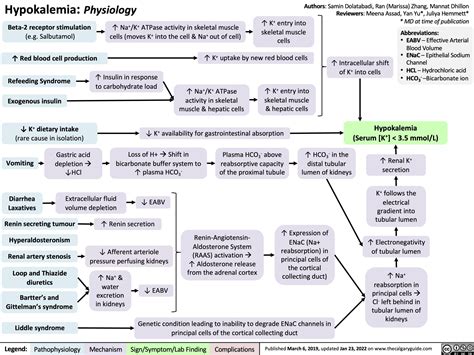 Hypokalemia: Physiology | Calgary Guide