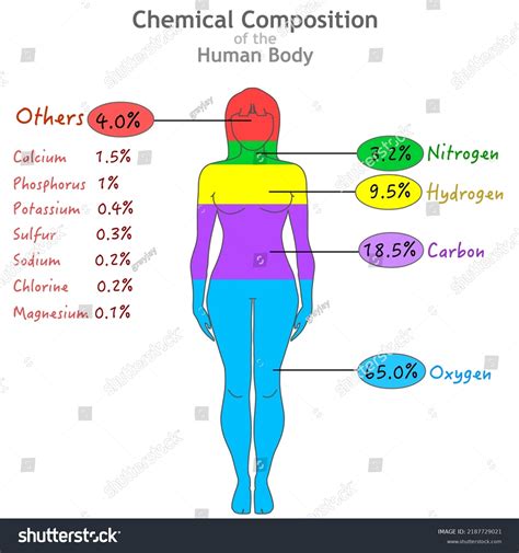 Chemical Composition Elements Human Body Percent Stock Vector (Royalty Free) 2187729021 ...