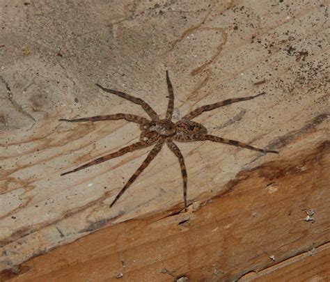 Dolomedes tenebrosus (Dark Fishing Spider) in Bath, Ontario Canada