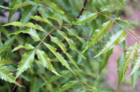 Neem Tree Growth And Care - Learn About Neem Tree Benefits And Uses | Gardening Know How