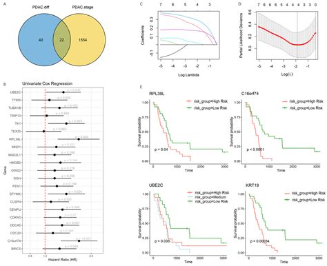 Modeling the Transitional Phase of Epithelial Cells Reveals Prognostic ...