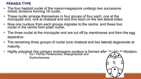 Development of female gametophyte | PPTX