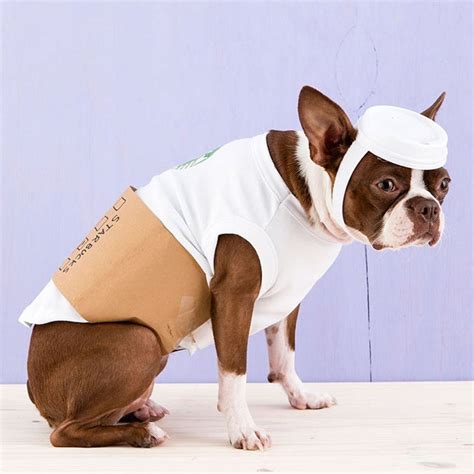 Dog Costume Ideas 2022 at Howard Vasquez blog