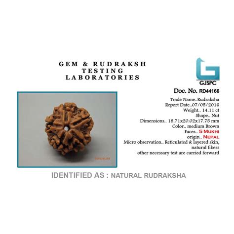 Certified 5 Mukhi Rudraksha (Nepal) at Best Price