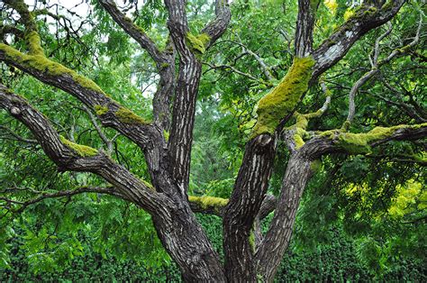 Image result for MRCP Biliary Tree