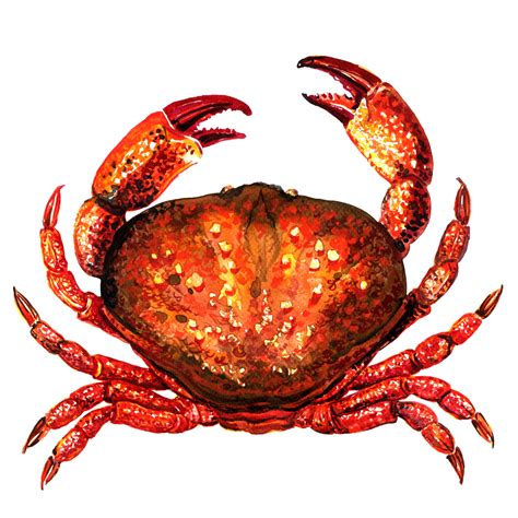 Crab PNG Transparent Images, Crab Clipart Free Download - Free ...