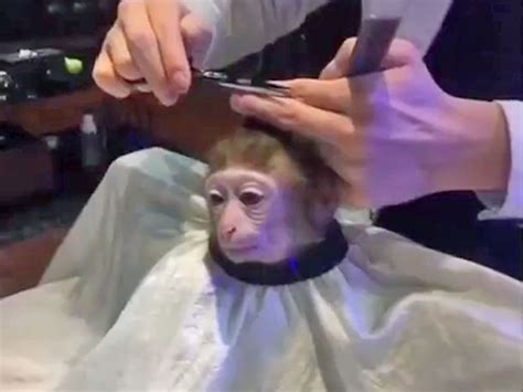 Monkey Haircut Meme