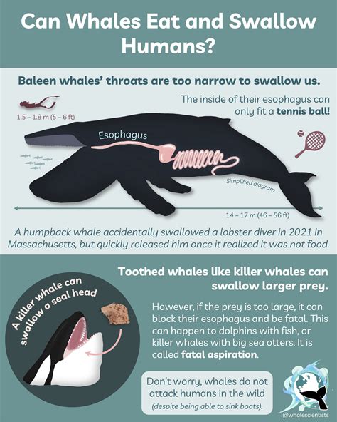 Can Whales Eat and Swallow Humans?