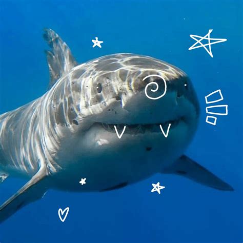 Shark★ | Tipos de tiburones, Animáles de océano, Criaturas marinas bonitas
