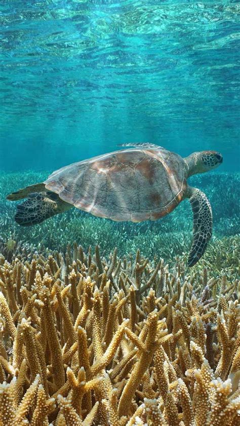 Bing Page Today 的图像结果