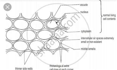 draw and label diagram of a sclerenchyma - Brainly.in