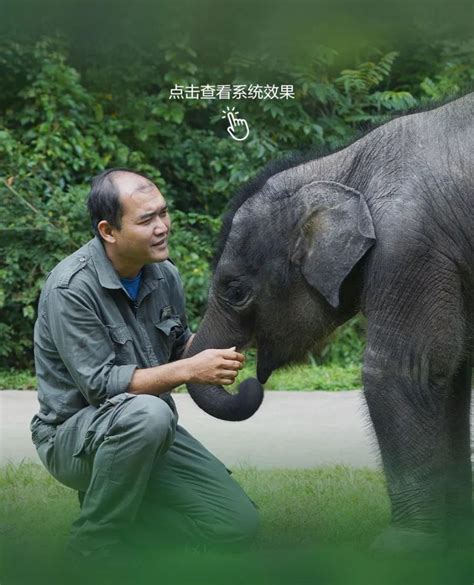 你好，我的大象邻居_腾讯新闻