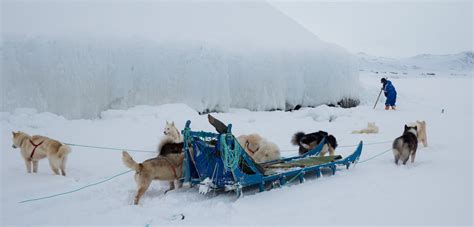 History Of Dog Sledding at Joi Williams blog