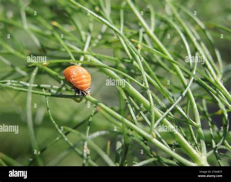 Ladybug pupa attached on fennel fronds. Macro of third stage of ladybug ...