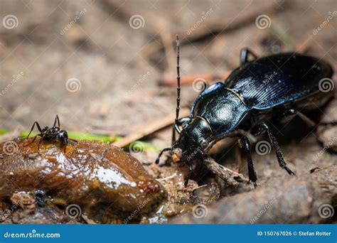 A Violet Ground Beetle Eating a Slug Stock Photo - Image of ground ...