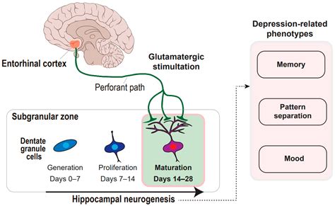 Neural Circuitry–Neurogenesis Coupling Model of Depression
