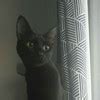 [Best Answer] A programmer writes a program to find an element in the ...