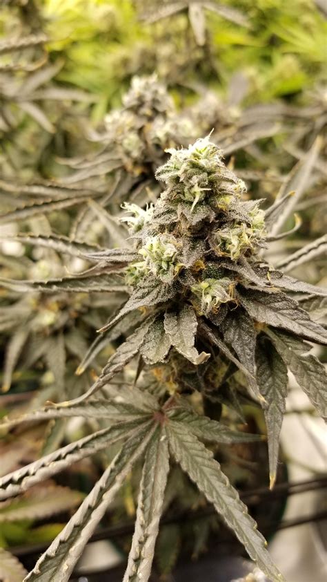 Red runtz and cereal milk s1 freebies : r/exoticgenetix