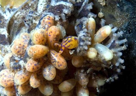 Image result for Blue-Ringed Octopus Color
