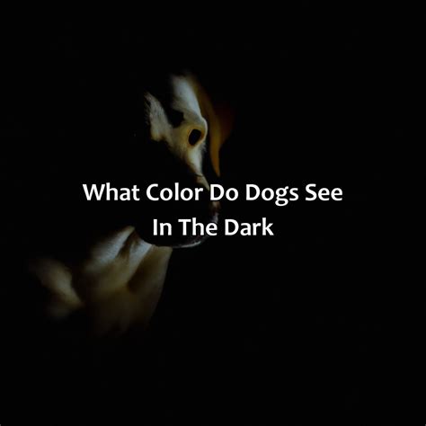 Do Dogs See The Color Blue at Broderick Evenson blog