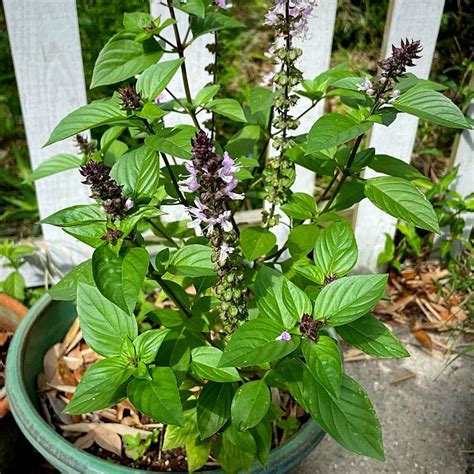 Basil Herb