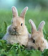 Image result for Brown Baby Bunny Clip Art
