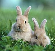Image result for Cute Baby Bunny Rabbits Kissing