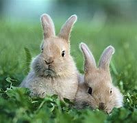 Image result for Cute Baby Bunnies Holland Lop