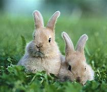 Image result for Cute Rabbit HD Picture