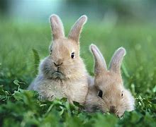 Image result for Bunny Laptop