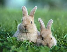 Image result for Black and White Baby Bunnies