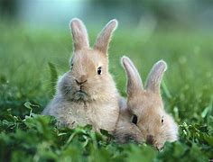 Image result for Super Cute Newborn Baby Bunny