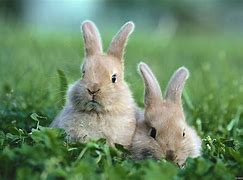 Image result for Cute Wild Baby Bunnies