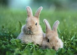 Image result for Rabbit Their Baby