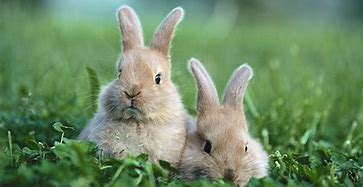Image result for White Baby Bunny Cute with Carrot
