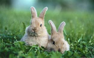 Image result for Black and White Baby Bunny