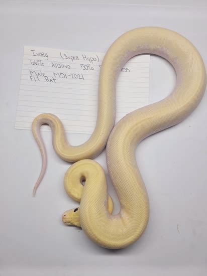 Ivory Burmese Python 的图像结果