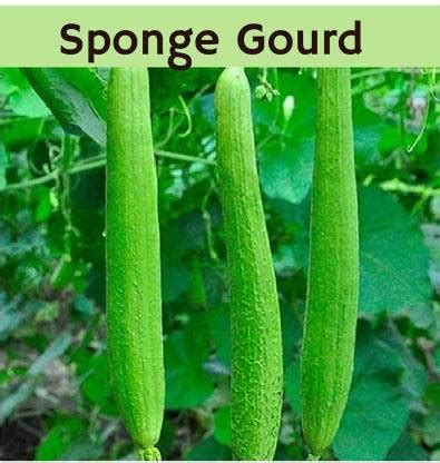 WILLVINE PUSA Sneha Sponge Gourd[100 Gms, 500 Seeds] Seed Price in ...