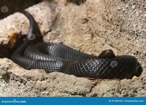 Image result for Australian Python Snake